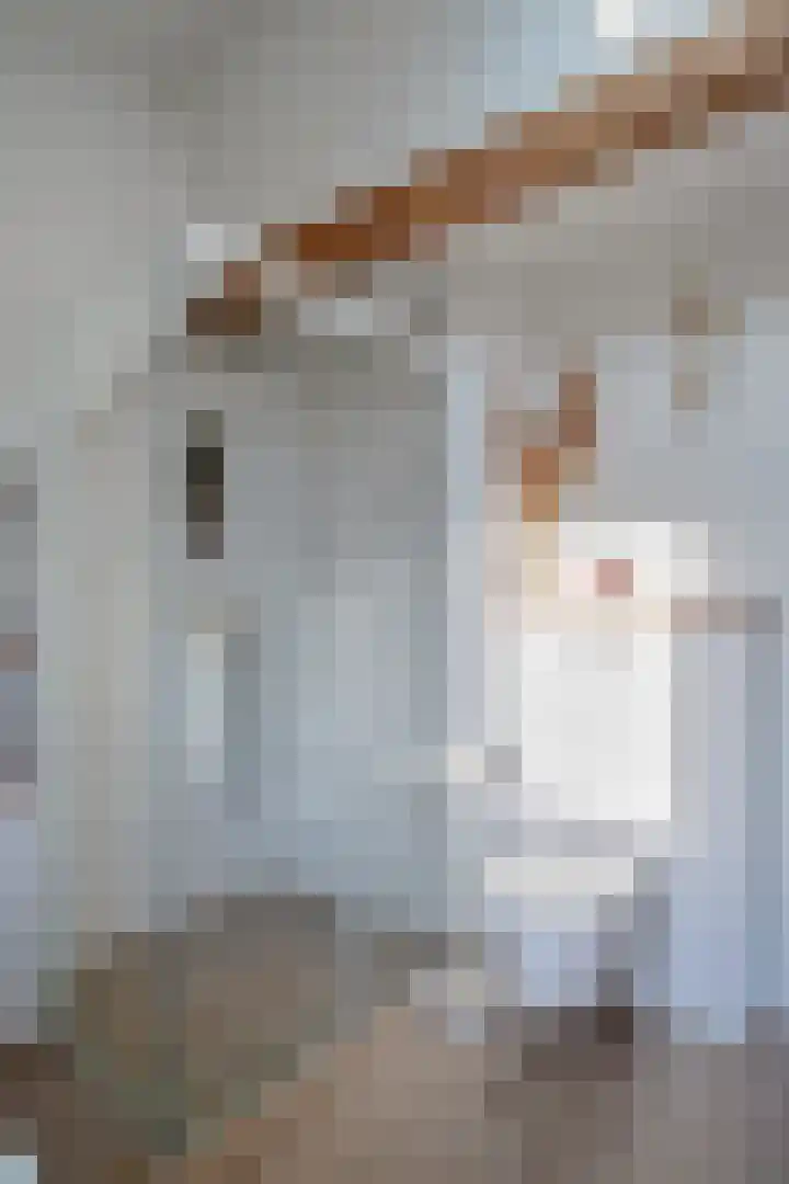 Deiffelen 17 's-Hertogenbosch thumbnail 25