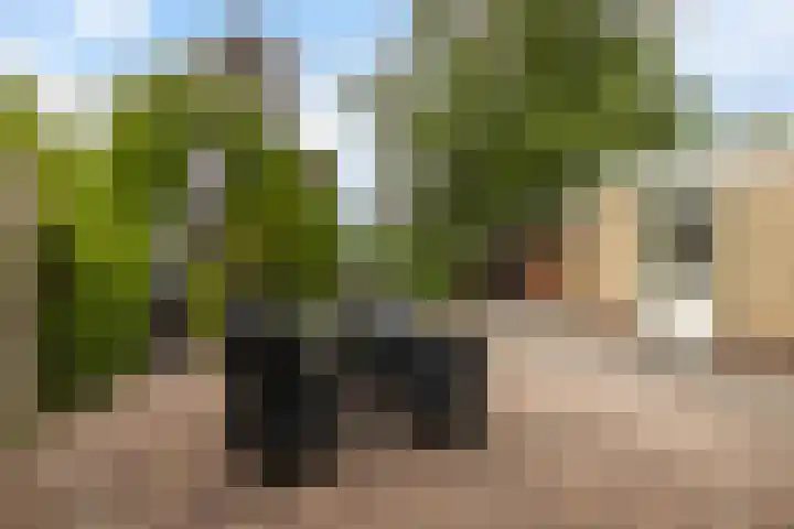 Dekamalaan 10 Sneek thumbnail 34