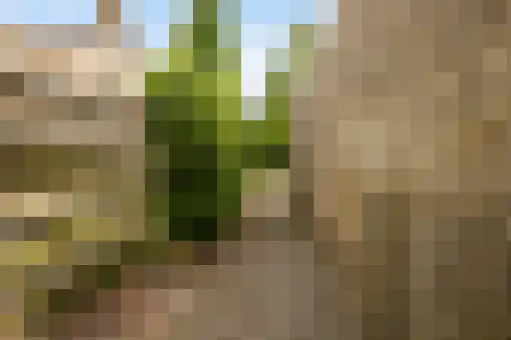 Dekamalaan 10 Sneek thumbnail 37