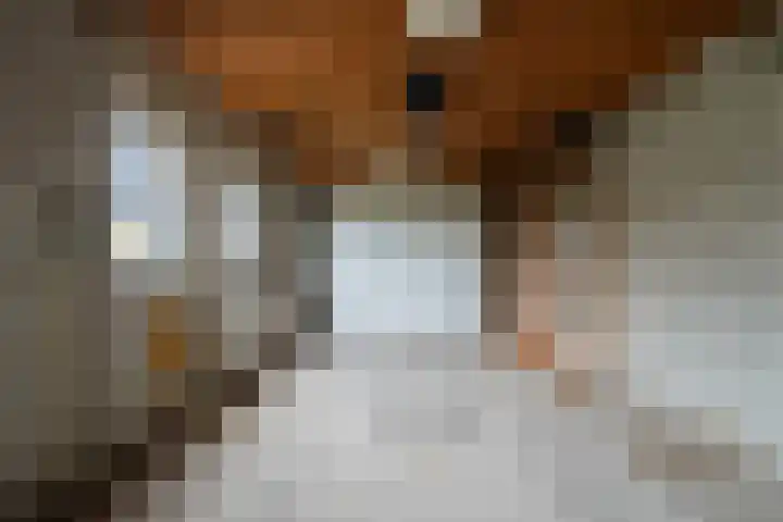 Deken Molmansstraat 1 Sint Anthonis thumbnail 34