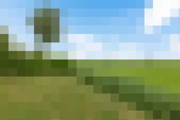 Dekenskamp 1 Wirdum thumbnail 49