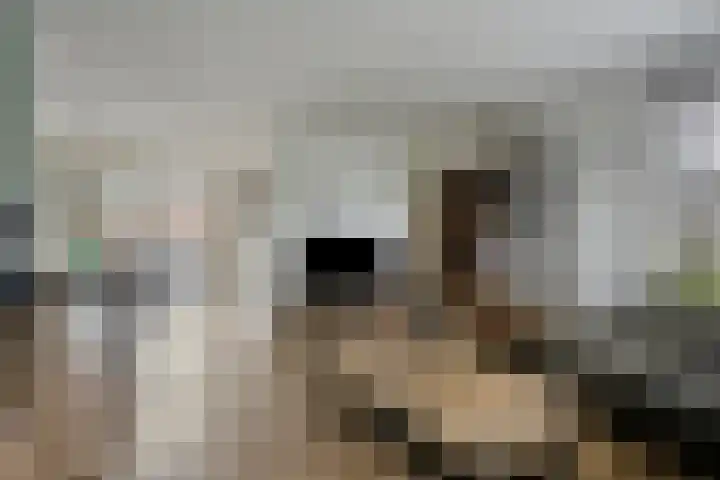 Den Boogerd 1 Heusden thumbnail 7