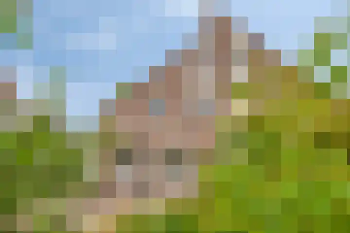 Den Hul 6 Lith thumbnail 19