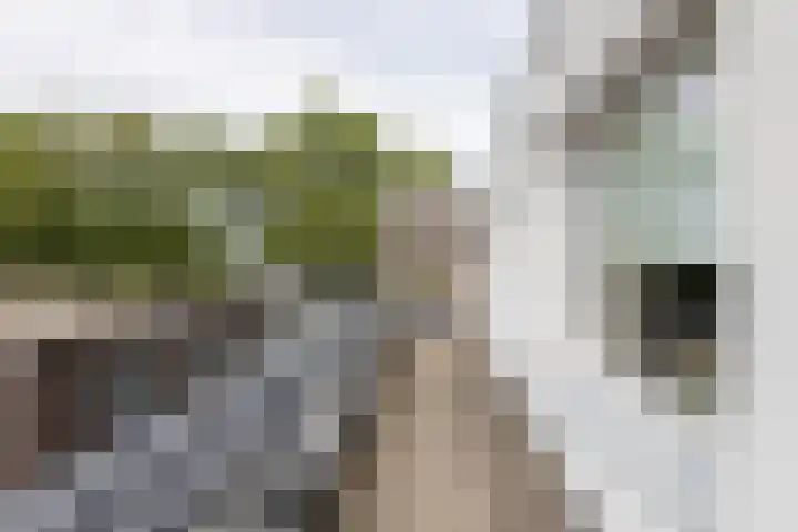 Den Koem 94 Groenlo thumbnail 25