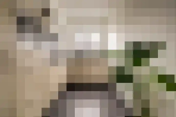 Den Oven 15 Geffen thumbnail 13