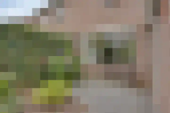 Dennekampke 11 's-Hertogenbosch thumbnail 33