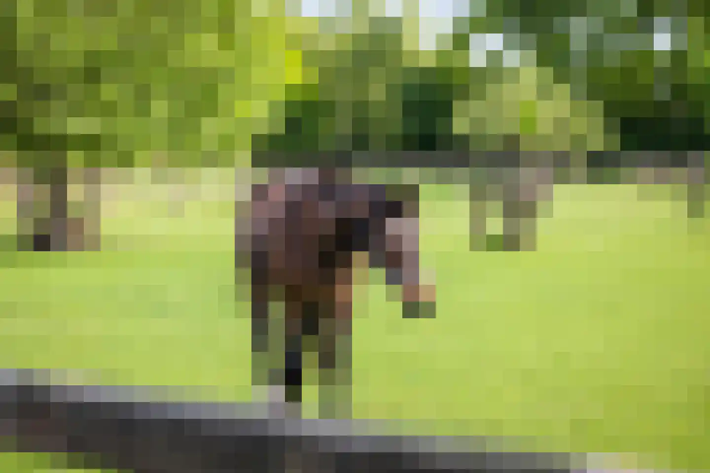 Dennendijk 6 Geesteren thumbnail 17