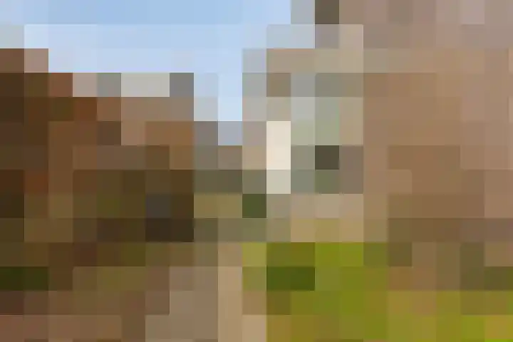 Dennenhei 41 Best thumbnail 50