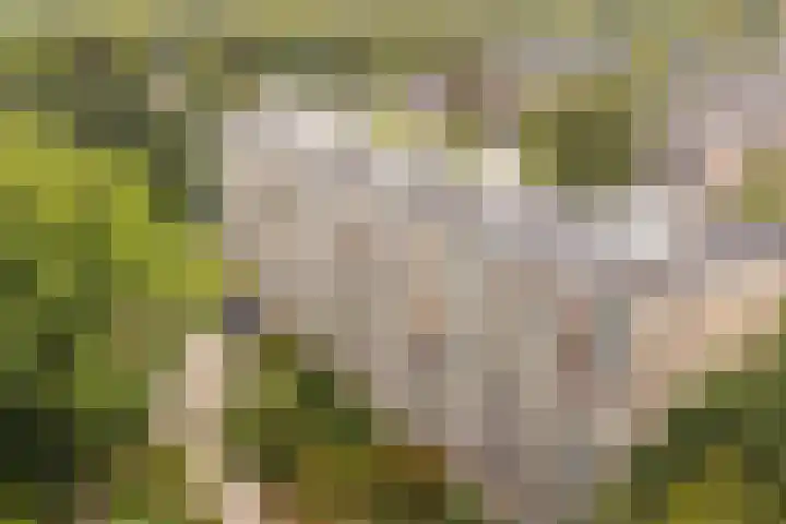 Dennenlaan 408 Ede thumbnail 34