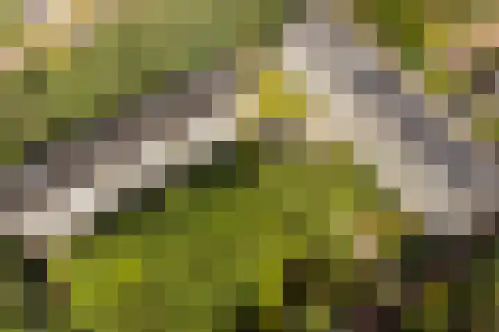 Dennenlaan 418 Ede thumbnail 46