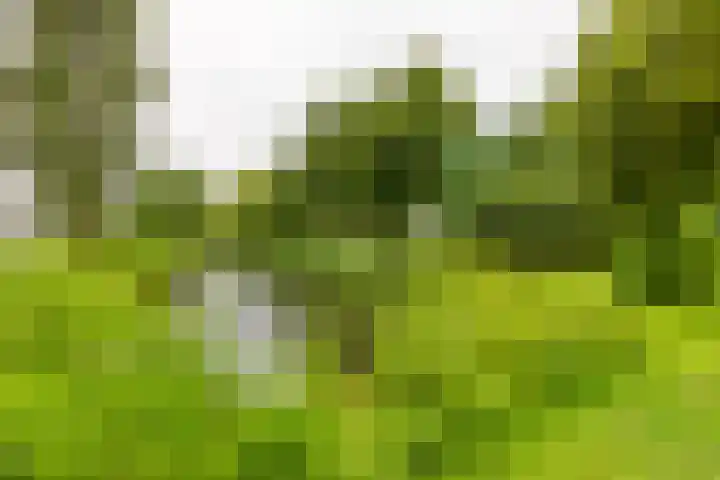 Dennenschans 27 Leiderdorp thumbnail 4