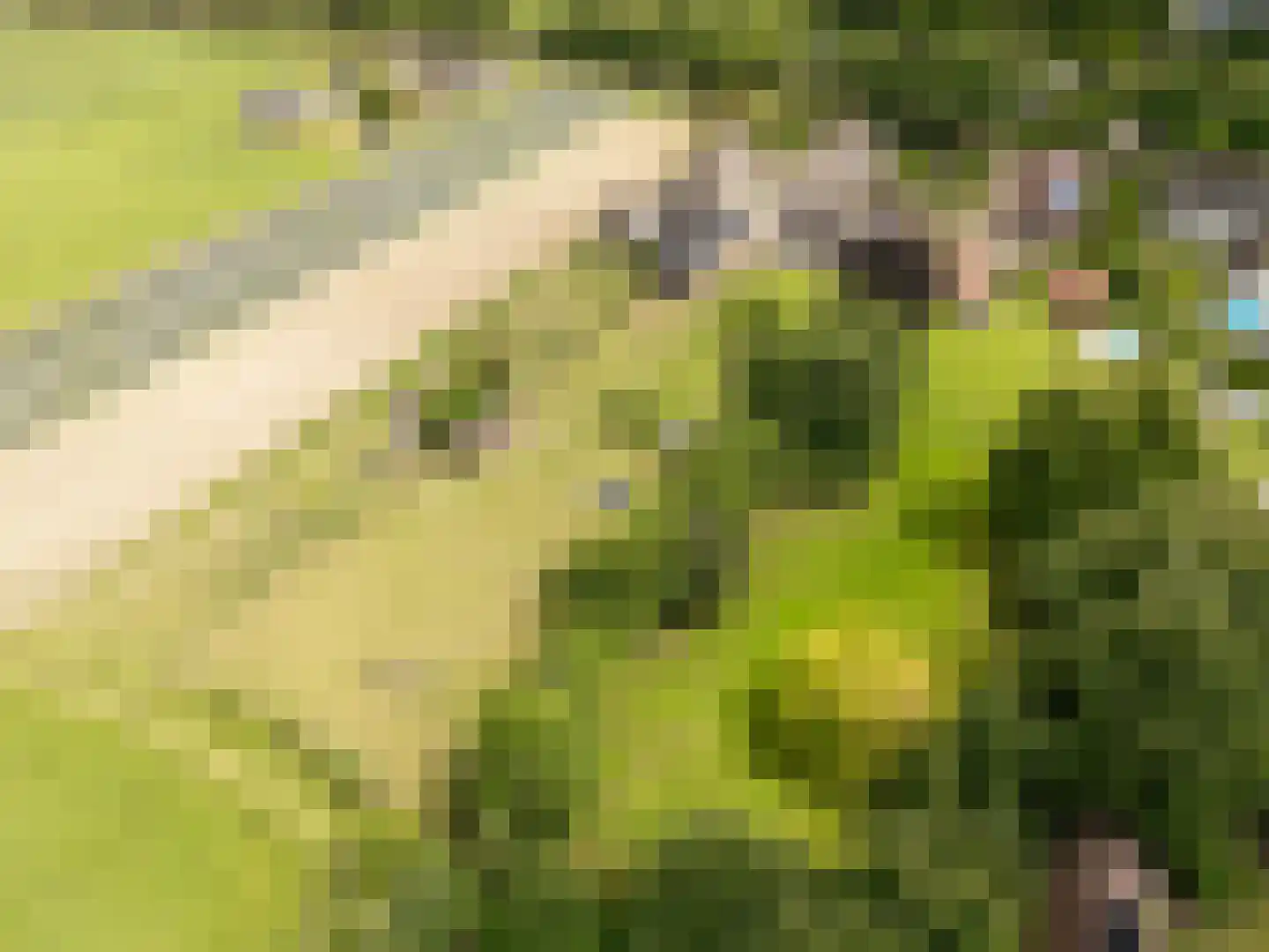 Deursenseweg 13 Berghem thumbnail 4