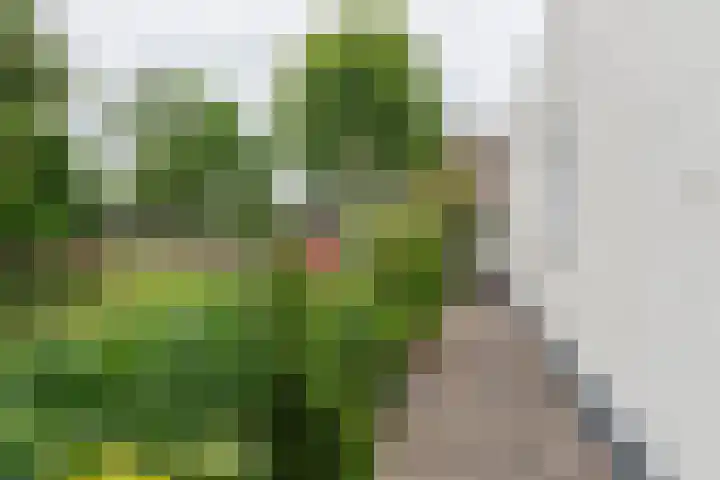 Deverbrink 75 Emmen thumbnail 37