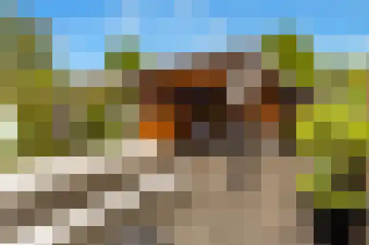 Dierenriem 57 Amsterdam thumbnail 4