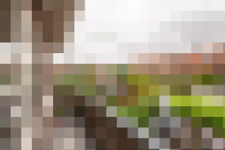 Dietsveld 39 Haarlem thumbnail 22