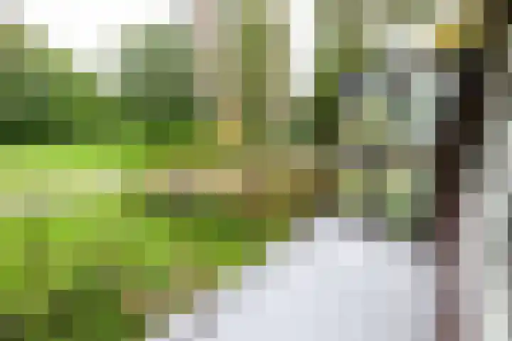Dignaland 12 Den Haag thumbnail 14