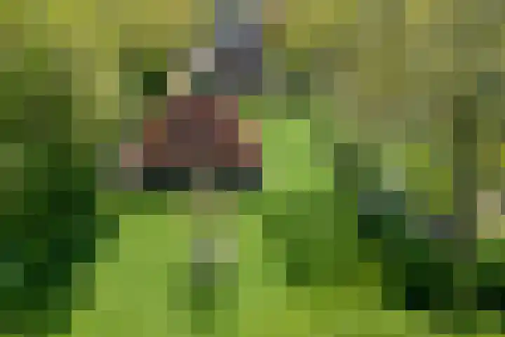 Dijkhuizen 13 Ruinerwold thumbnail 108