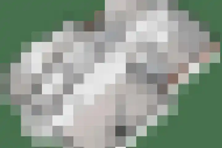 Dijkhuizen 13 Ruinerwold thumbnail 124