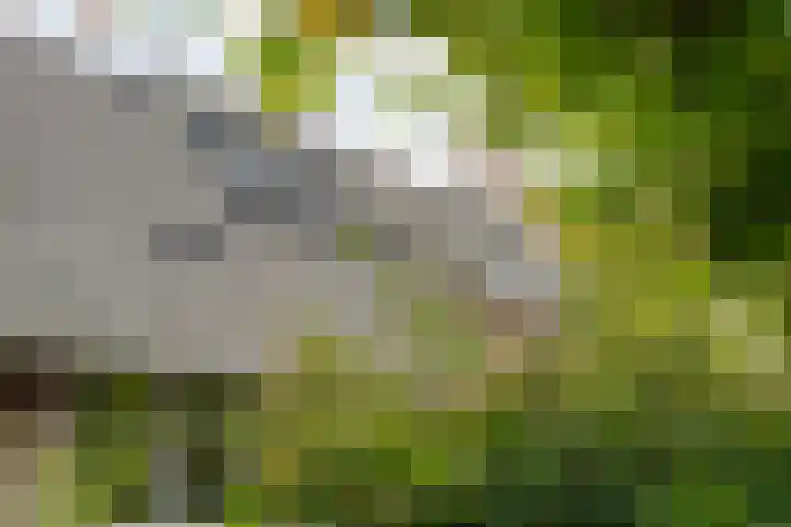 Dijkhuizen 7 c Ruinerwold thumbnail 32