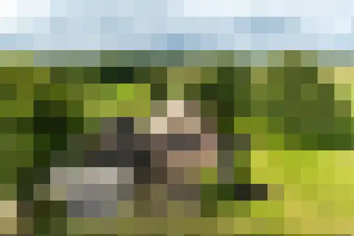 Dijkhuizerweg 25 Epe thumbnail 4