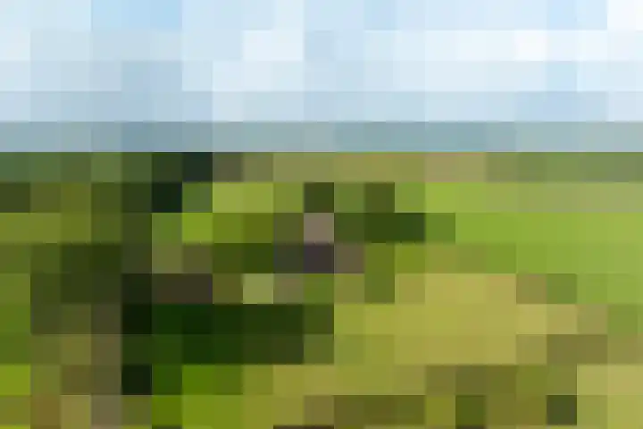 Dijkhuizerweg 25 Epe thumbnail 6