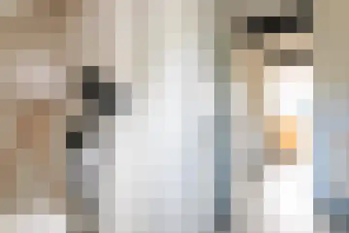 Dijkoever 31 Hillegom thumbnail 23