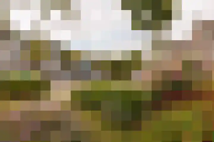 Dijkoever 31 Hillegom thumbnail 29