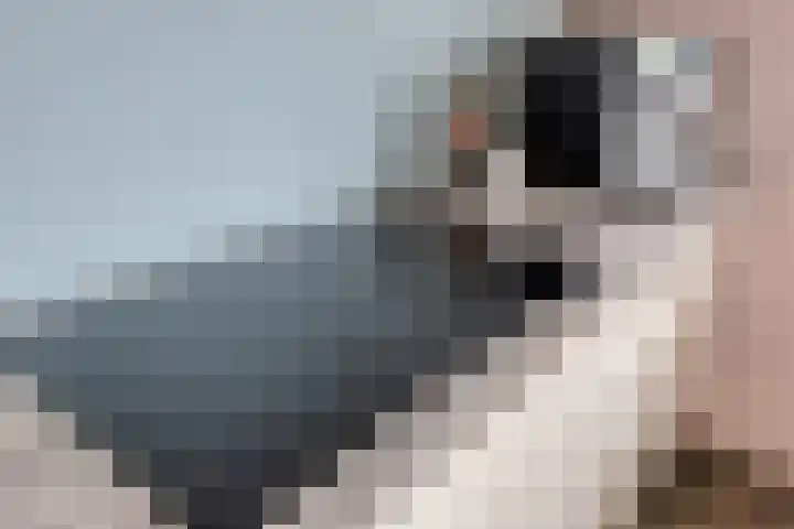 Dijkskruin 5 Cuijk thumbnail 25