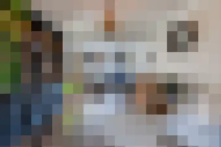 Dijkveldstraat 56 Echt thumbnail 14