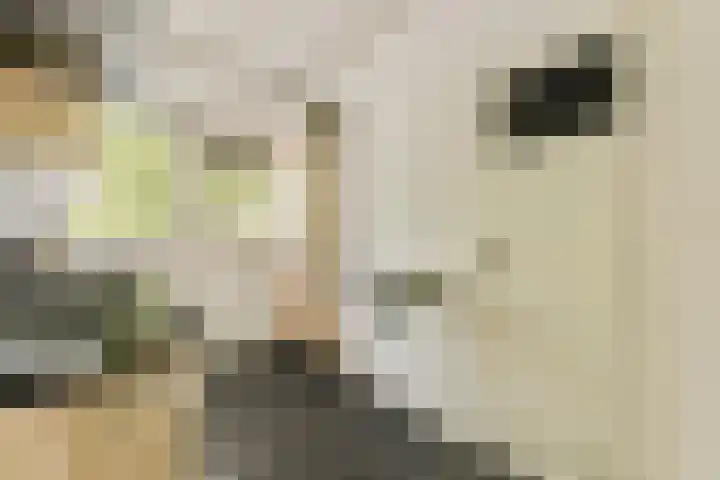 Dikninge 133 Amsterdam thumbnail 11