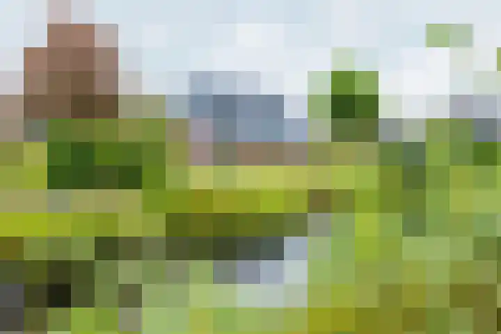 Dille 25 Gorredijk thumbnail 12