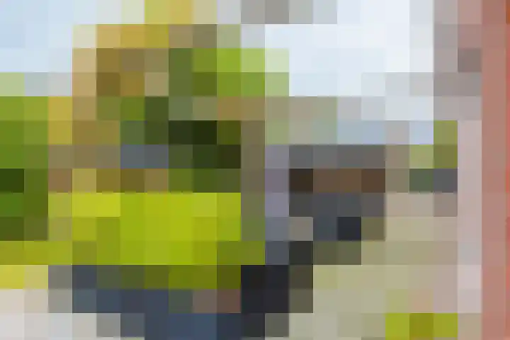 Dille 25 Gorredijk thumbnail 16