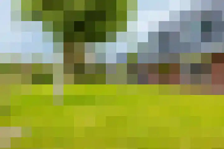 Dille 25 Gorredijk thumbnail 19