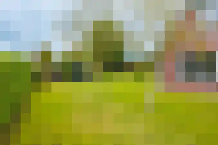 Dille 25 Gorredijk thumbnail 21