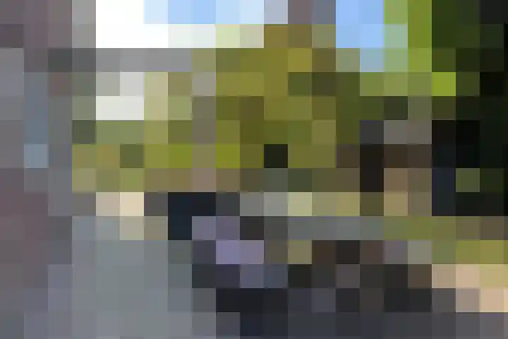 Dille 25 Gorredijk thumbnail 32