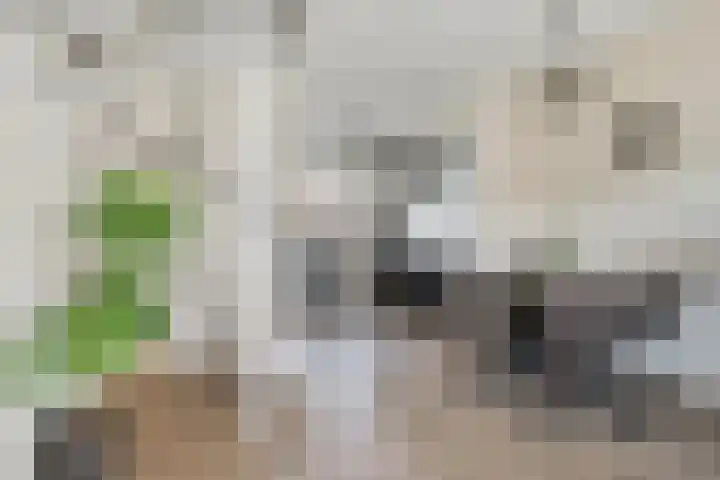 Dille 58 Asten thumbnail 14