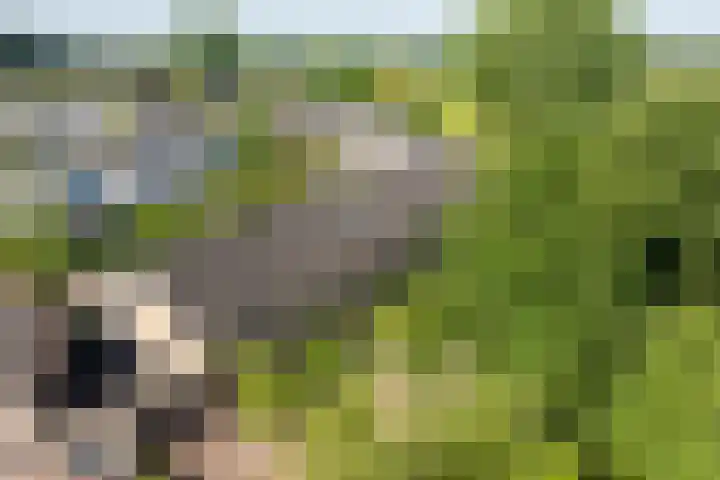 Dilleveld 17 Doetinchem thumbnail 40