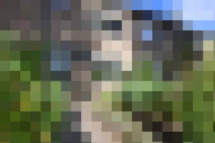 Disselweg 6 Huizen thumbnail 5