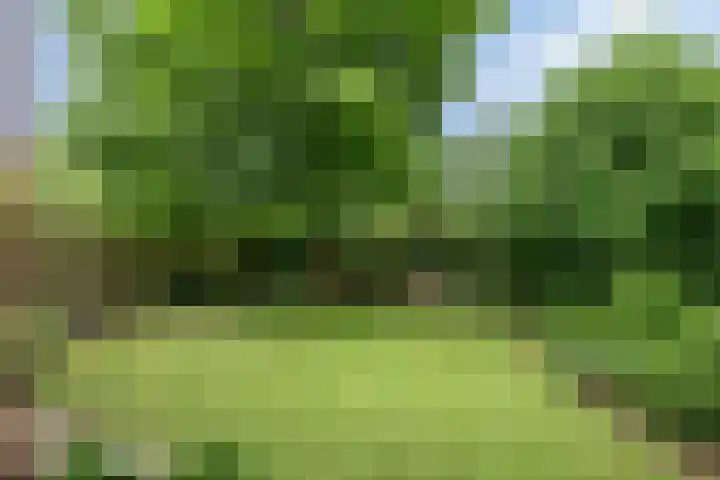 Distel 7 Best foto 3