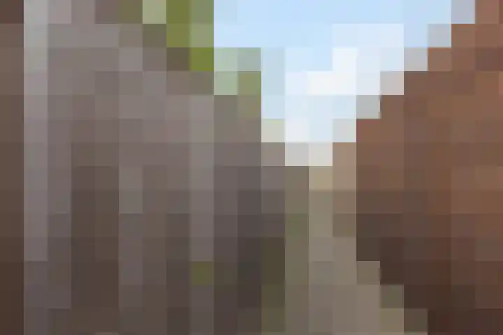 Distelvlinder 43 Wolvega thumbnail 29