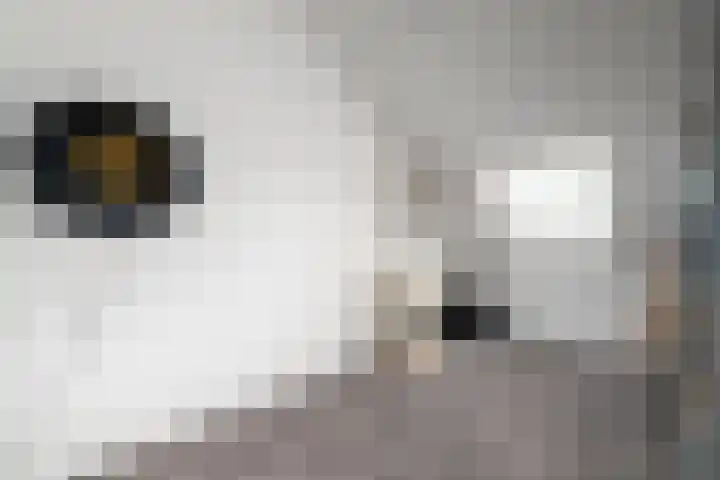 Distelvlinder 51 Wolvega thumbnail 22