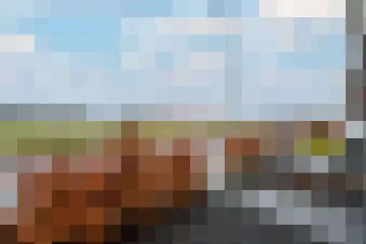 Distelvlinder 51 Wolvega thumbnail 35