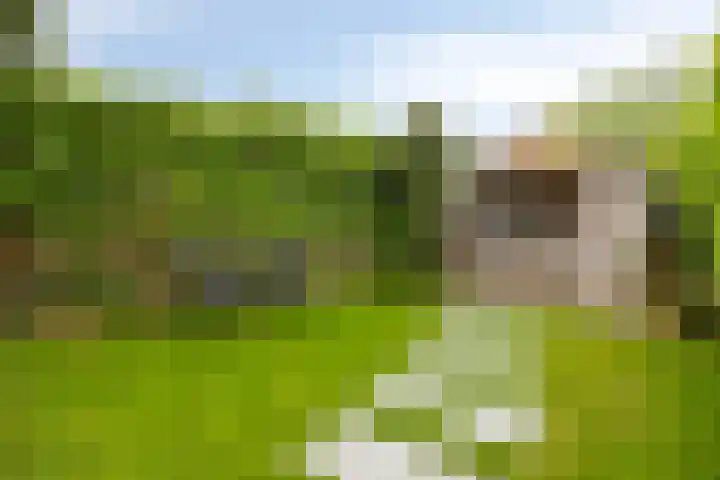 Doelweg 33 Tholen thumbnail 28