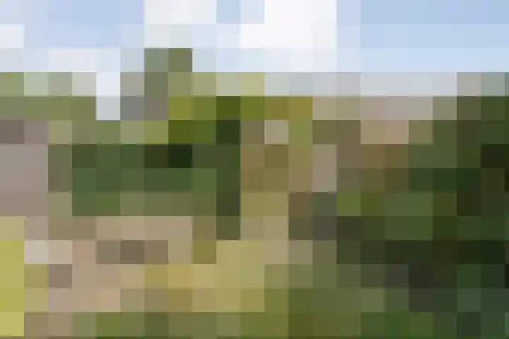 Does 3 Zwolle thumbnail 26