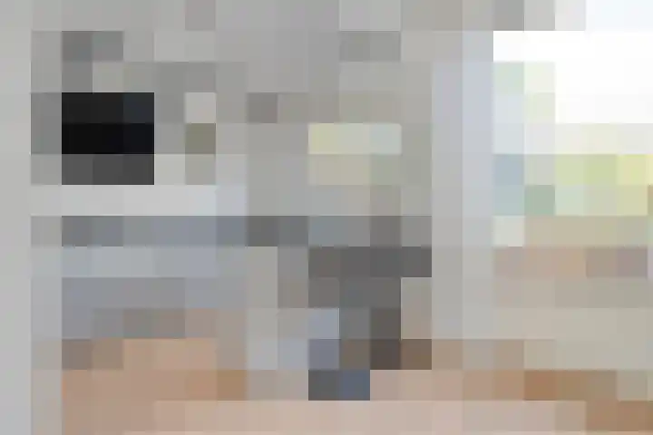 Does 3 Zwolle thumbnail 8