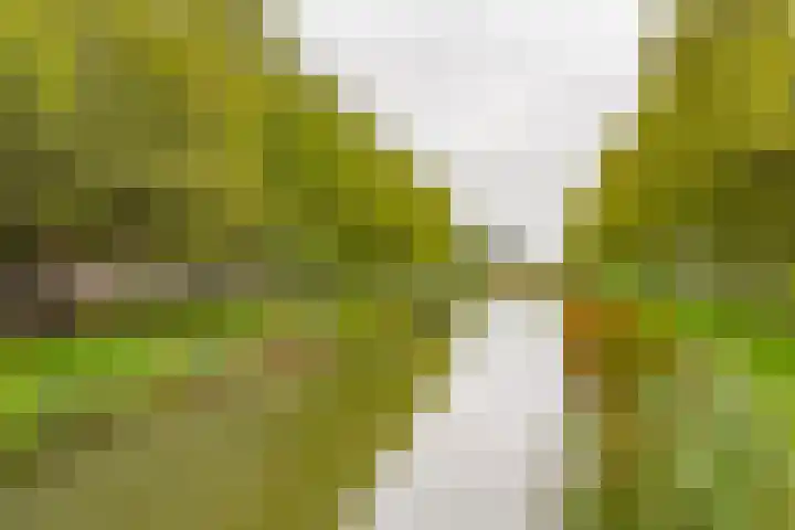 Does 43 De Meern thumbnail 32
