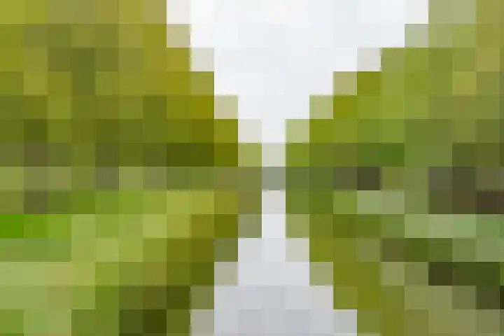 Does 43 De Meern thumbnail 33