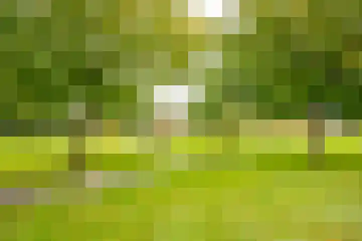 Does 43 De Meern thumbnail 34