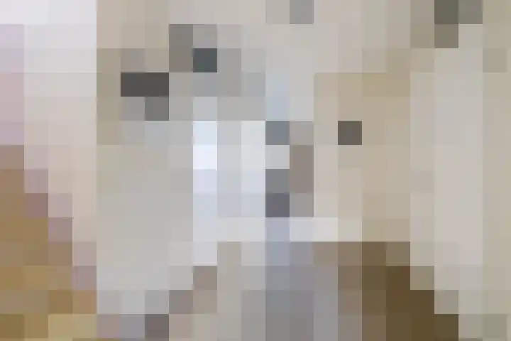 Dokhof 16 Ridderkerk thumbnail 20
