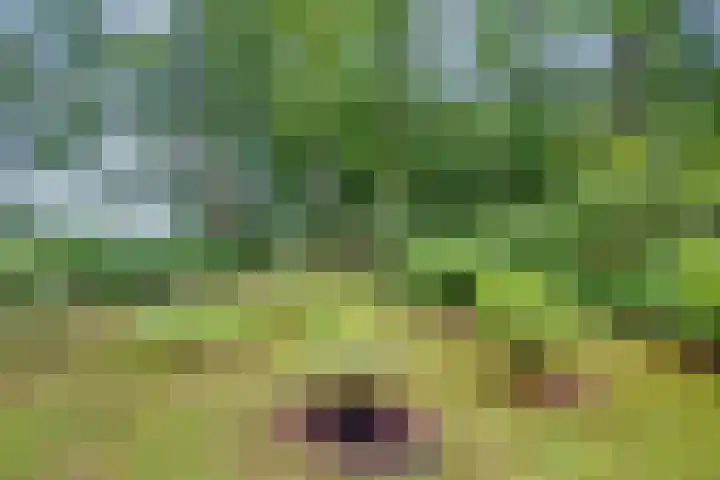 Doktersdijk 2 H10 Barchem thumbnail 18